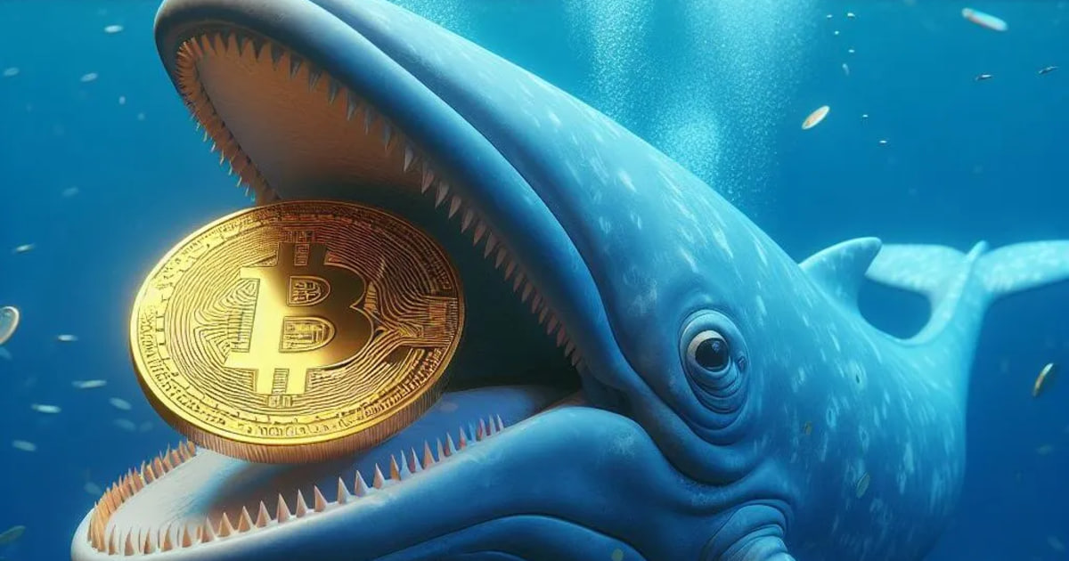 C&aacute; voi Bitcoin bắt đầu t&iacute;ch lũy trở lại quanh mốc 71.000 USD: Santiment