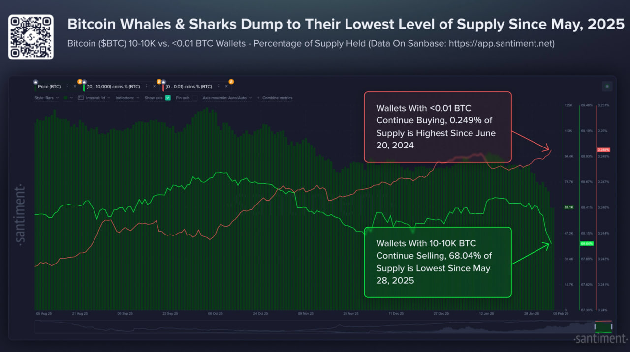 Những người nắm giữ lượng lớn v&iacute; Bitcoin dường như đang b&aacute;n th&aacute;o mạnh mẽ.