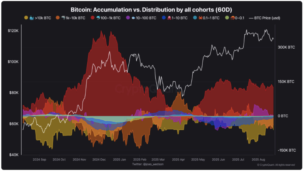 Sự tích lũy Bitcoin so với sự phân phối theo nhóm ví