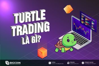 Turtle Trading là gì? Tìm hiểu về phương pháp giao dịch giúp kiếm lợi nhuận từ sự biến động của thị trường